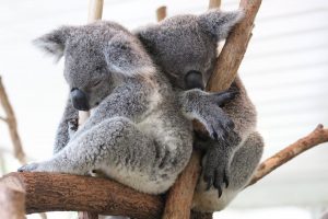 Deux Koalas