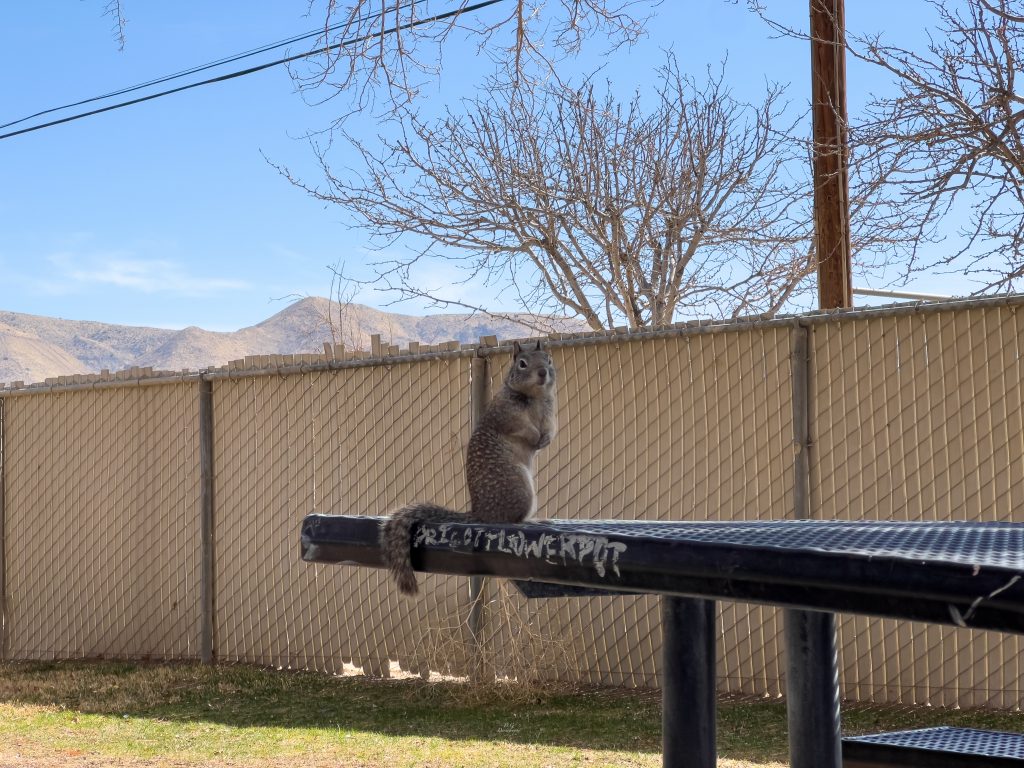 Joli petit écureuil